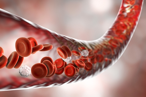 Blood vessel 500