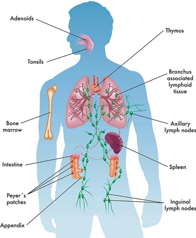 Immune system picture
