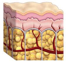 Cellulite picture