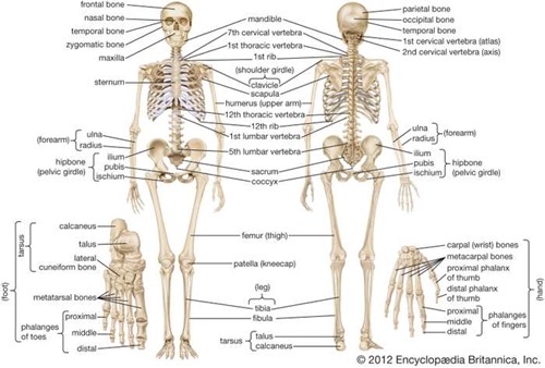 Skeleton picture