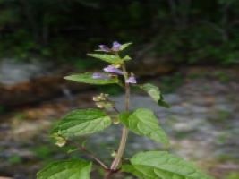 American Skullcap picture