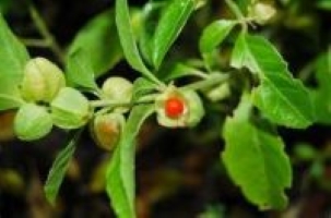 Ashwagandha plant picture