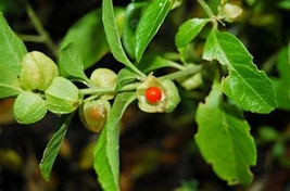 Ashwagandha picture