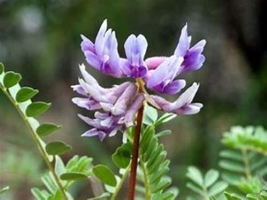 Astragalus picture