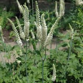 Black cohosh picture