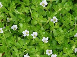 Brahmi picture