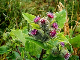 Burdock picture
