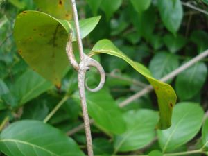 Cat's claw picture
