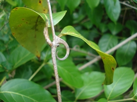Cats claw picture