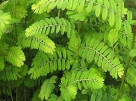 Chanca piedra picture