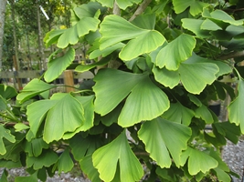 Ginkgo picture
