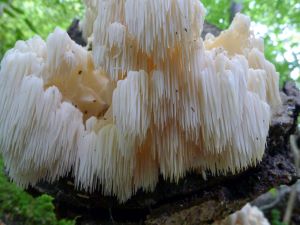 Lion's mane picture