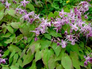 Horny goat weed plant picture