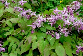 Horny goat weed picture