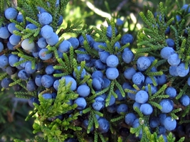 Juniper picture