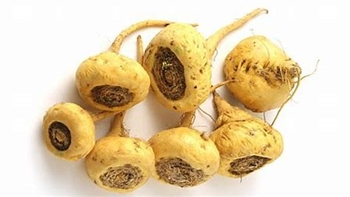 Maca root picture