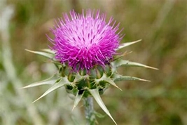 Milk thistle picture