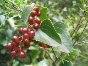 Sarsaparrilla berry picture