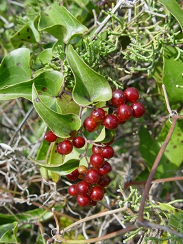 Sarsaparrilla picture