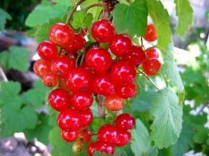 Shizandra berry picture