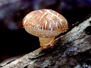 Shiitake mushroom picture