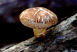 Shiitake picture