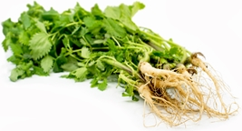 Stinging nettle root picture