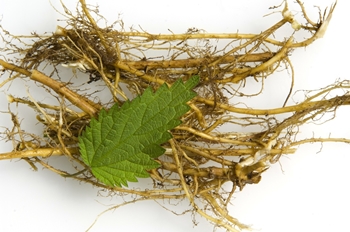 Stinging nettle root picture