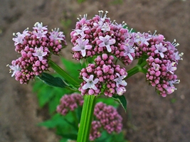 Valerian picture