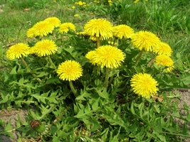 Dandelion picture