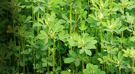 Fenugreek picture