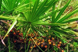 Saw palmetto picture