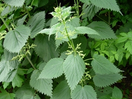 Stinging nettle leaf picture