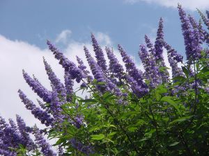 Vitex tree picture